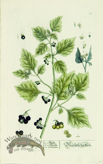 Blackwell German 079